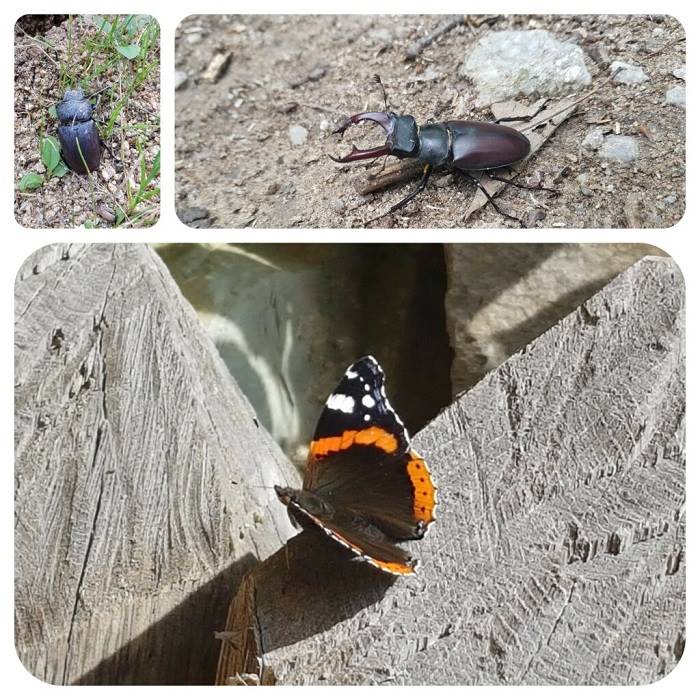 bojna_motyl_rohac