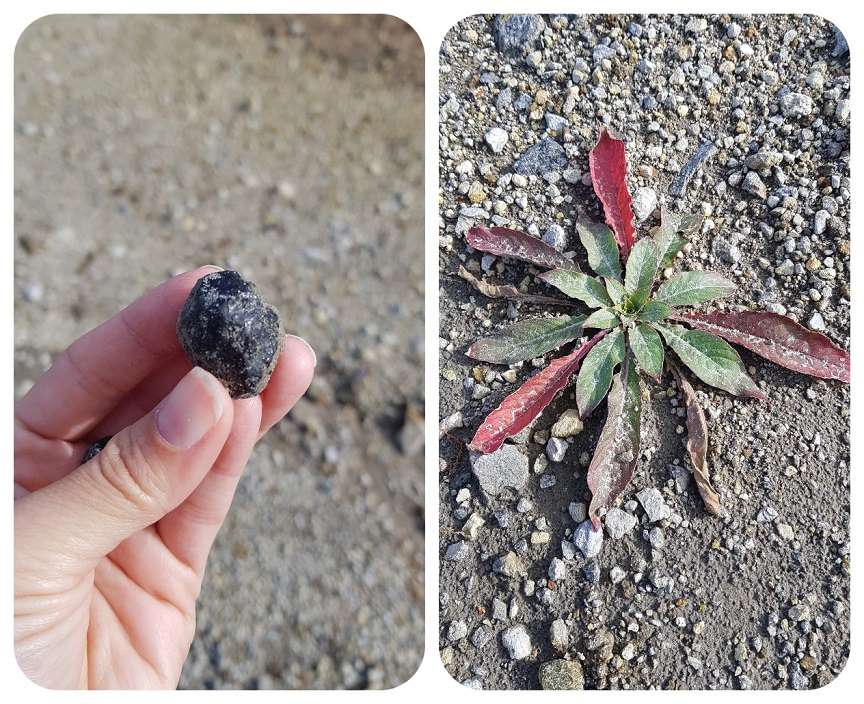 mineral_rastlina