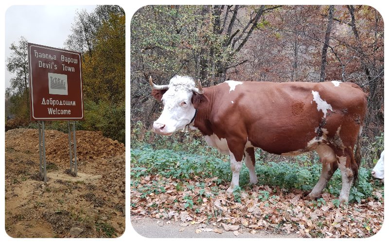 diablovo_mesto_krava