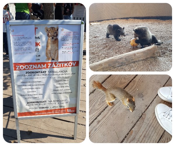 zoo_vevericka