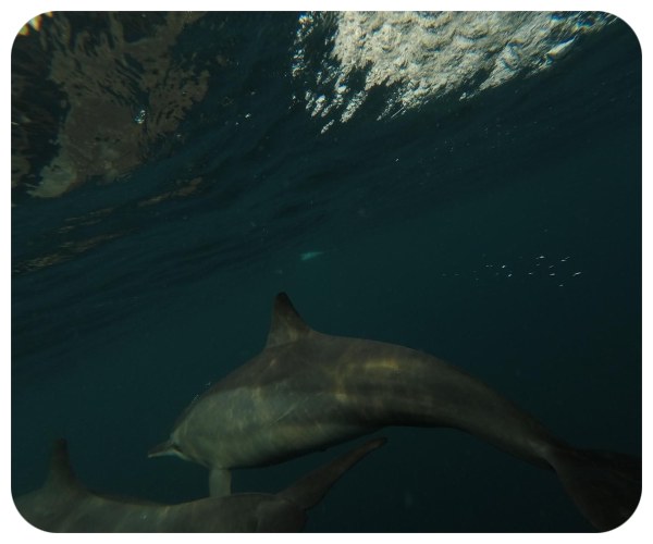 ocean_delfin_pod_vodou