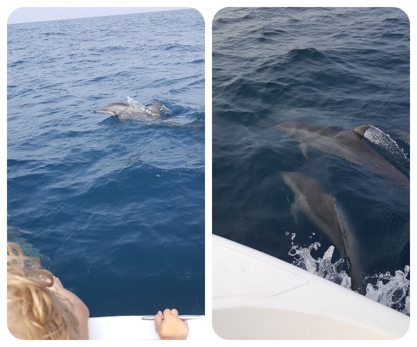 delfin_ocean