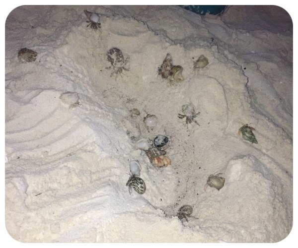 krab_pustovnik_piesok
