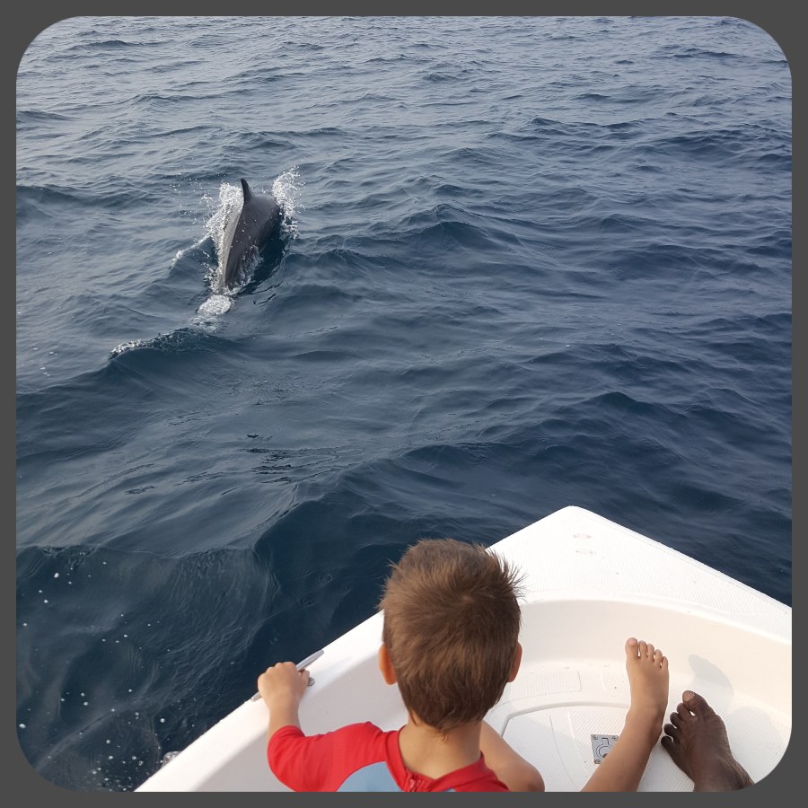 delfin_lod