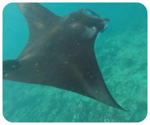 manta_obrovska