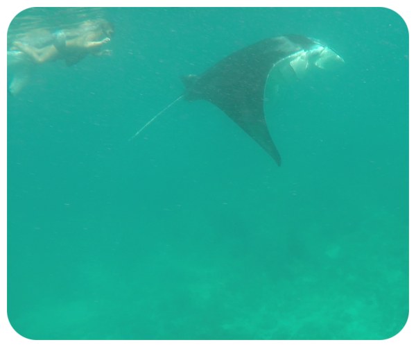 manta_plavec