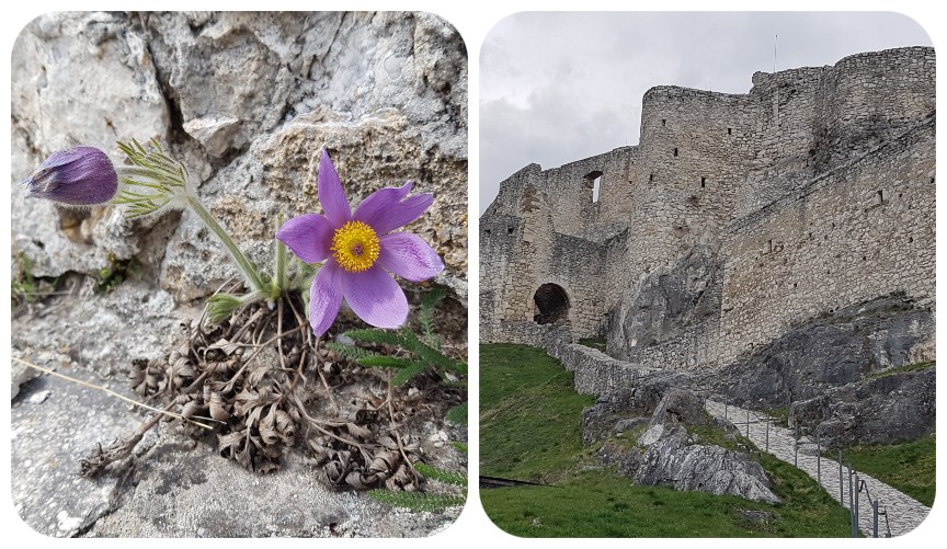 poniklec_hrad_cesticka
