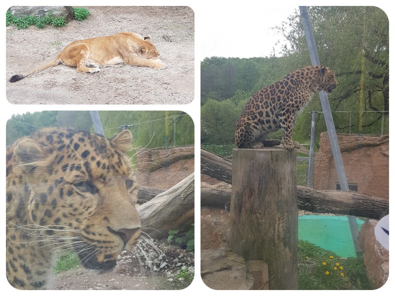 lev_leopard