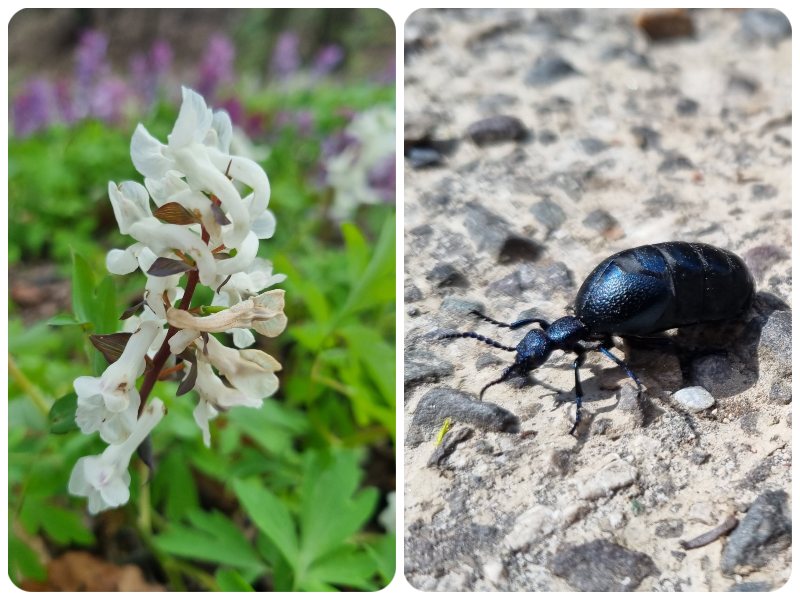 dubravska_hlavica_cesta fauna_flora