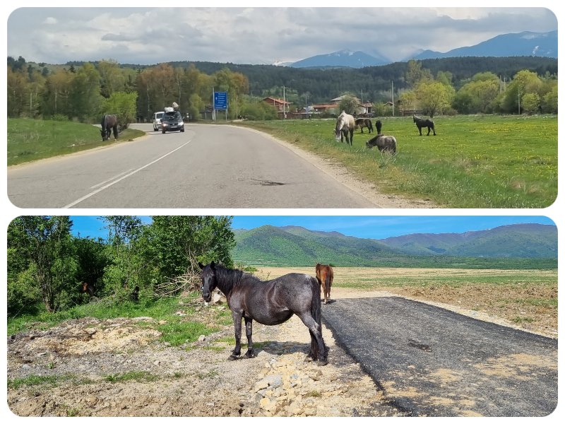 bulharsko_kone kone_cesta