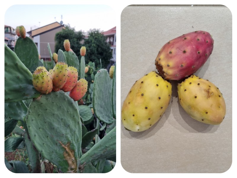sicilia_opuncie opuncie